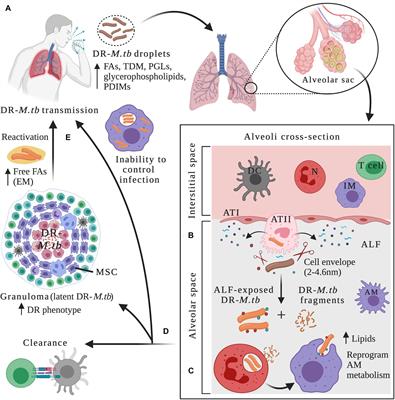 Frontiers | Evolution Of Drug-Resistant Mycobacterium Tuberculosis ...